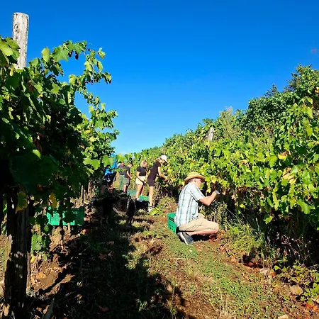 Strancar Wines *