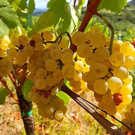 Strancar Wines Ajdovščina