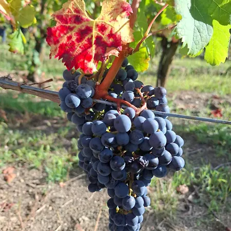 Strancar Wines Διαμέρισμα *