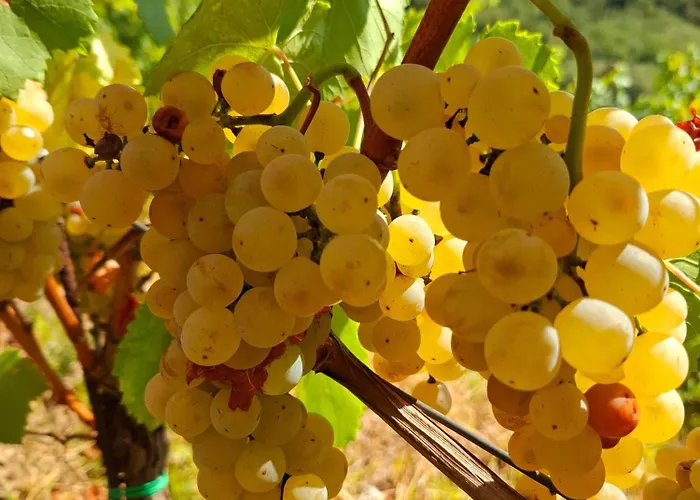 Strancar Wines Ajdovščina