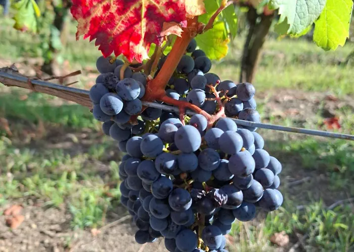 Strancar Wines Daire *